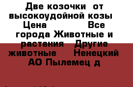 Две козочки  от высокоудойной козы › Цена ­ 20 000 - Все города Животные и растения » Другие животные   . Ненецкий АО,Пылемец д.